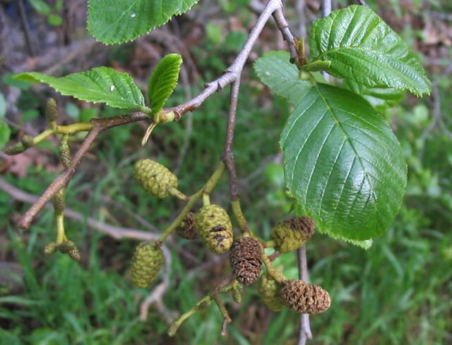 White Alder | Sonoma County Plants