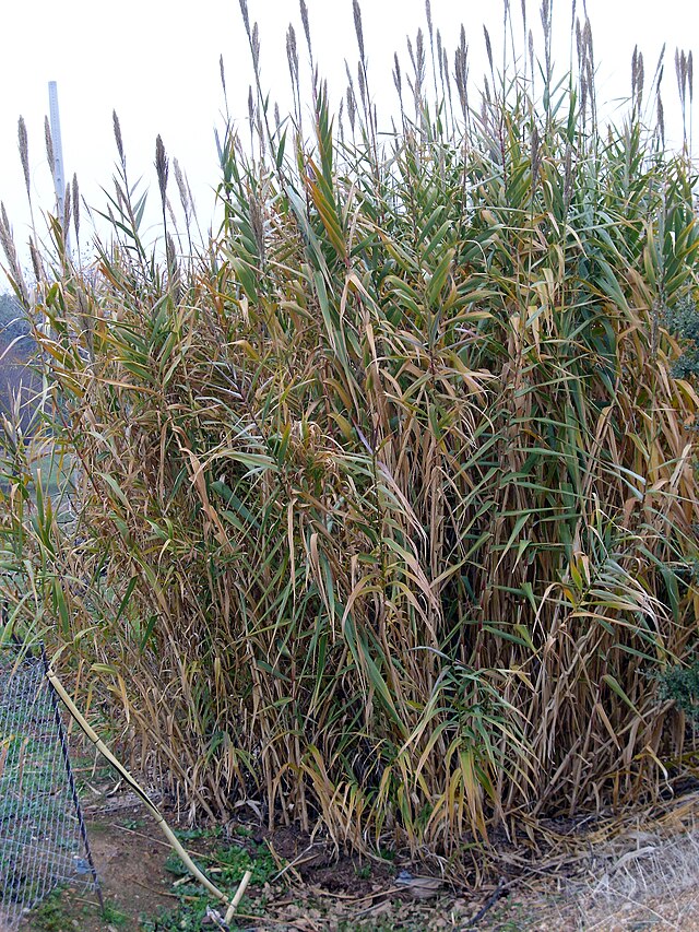 Hallow Reed Plant Giant Reed | Sonoma County Plants