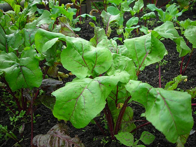 Beet - Chard | Sonoma County Plants