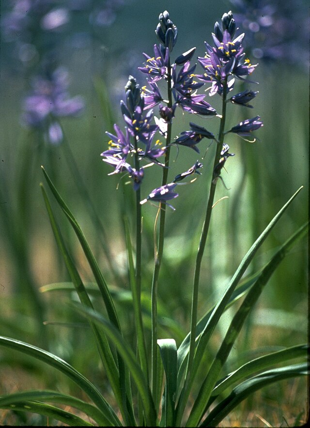 Common Camas | Sonoma County Plants