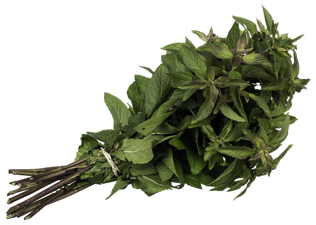 Peppermint | Sonoma County Plants