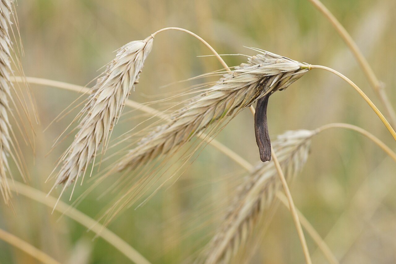 Springrye Rye | Sonoma County Plants